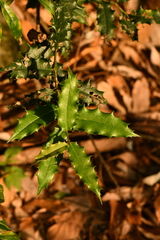 Aquifoliaceae
