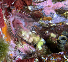 Serpula vermicularis