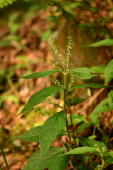 Achyranthes