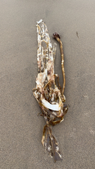 Laminariaceae
