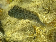 Parablennius sanguinolentus
