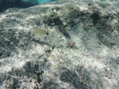 Diplodus sargus