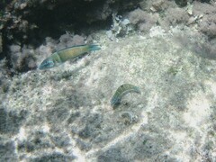 Thalassoma pavo