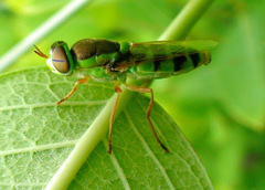 Odontomyia cincta