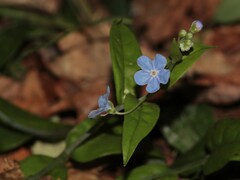 Omphalodes nitida