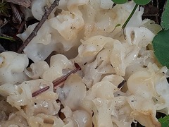 Sebacina sparassoidea