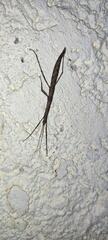 Libethra