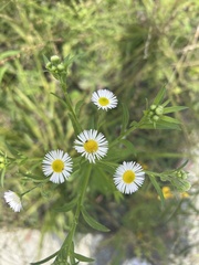 Erigeron annuus