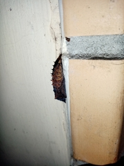 Nymphalidae