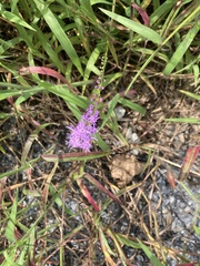 Liatris pilosa