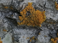 Xanthomendoza ulophyllodes