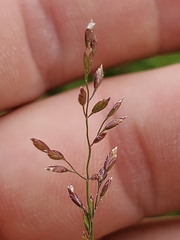 Poa compressa
