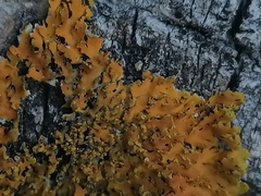 Xanthomendoza ulophyllodes