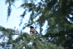 Garrulus lanceolatus