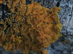 Xanthomendoza ulophyllodes