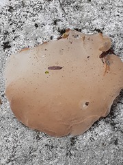 Pseudohydnum gelatinosum