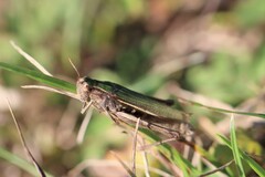 Chorthippus albomarginatus