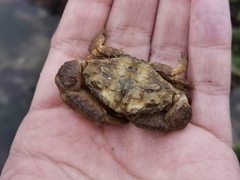 Macromedaeus distinguendus