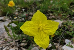 Oenothera hartwegii