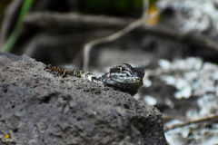 Sceloporus mucronatus