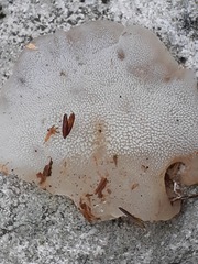 Pseudohydnum gelatinosum