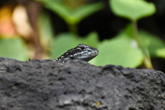 Sceloporus mucronatus
