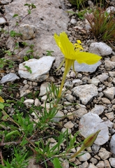 Oenothera hartwegii
