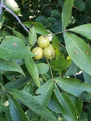 Carya laciniosa