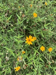 Wedelia hispida