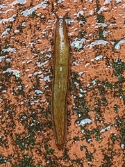 Mesarion
