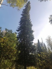 Abies sibirica