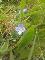 Veronica filiformis