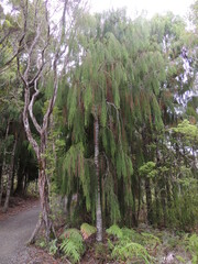 Dacrydium cupressinum