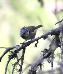 Lophophanes cristatus