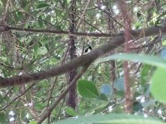 Parus minor commixtus