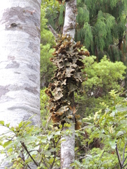 Lobariaceae