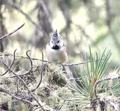 Lophophanes cristatus