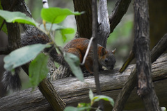 Sciurus aureogaster
