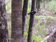 Petroica macrocephala