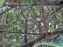 Parus minor commixtus