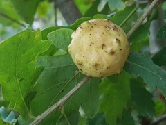 Andricus quercustozae