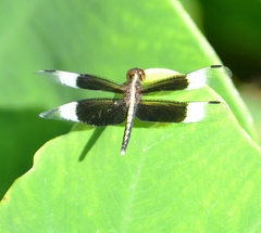 Neurothemis tullia