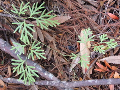 Lycopodium volubile