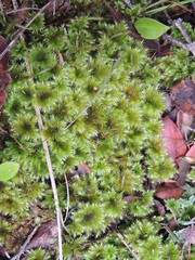 Hypnodendron