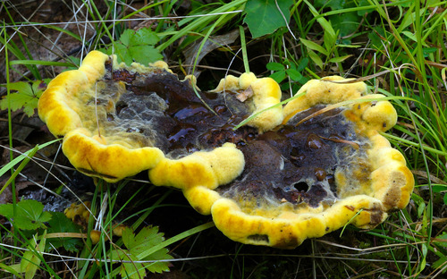 New World Dyer's Polypore