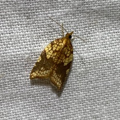Acleris rhombana