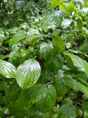 Cornus sanguinea