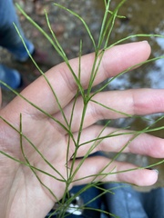 Equisetum arvense