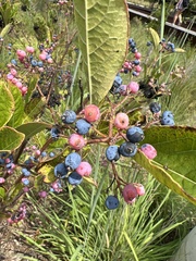Vaccinium corymbosum