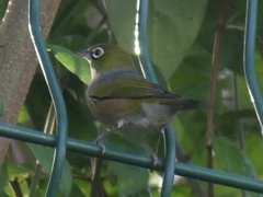 Zosterops lateralis